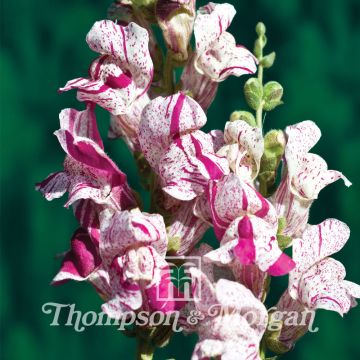 Bocca di leone Purple Twist F1 Hybrid