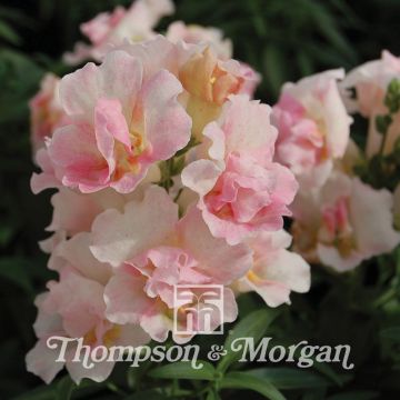 Bocca di leone Twinny Appleblossom