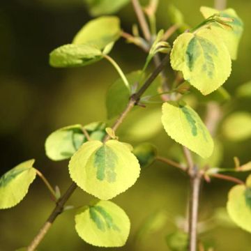 Cercidiphyllum japonicum Chameleon - Albero del caramello Cercidiphyllum japonicum Chameleon - Albero del caramello