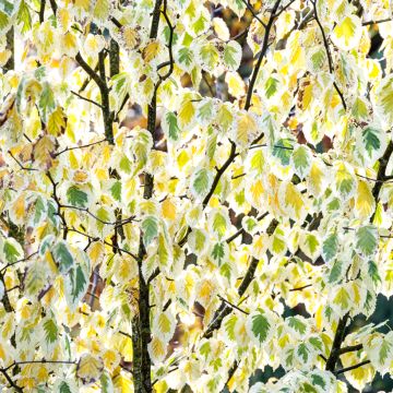 Davidia involucrata Lady Sunshine - Albero dei fazzoletti Davidia involucrata Lady Sunshine - Albero dei fazzoletti