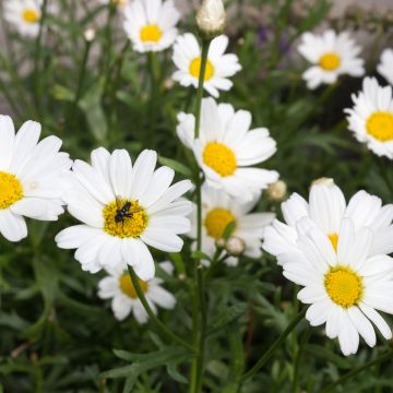 Argyranthemum frutescens Everest White Argyranthemum frutescens Everest White