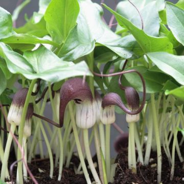 Arisarum proboscideum - Arisaro codato