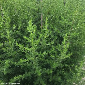 Artemisia annua - Assenzio annuale