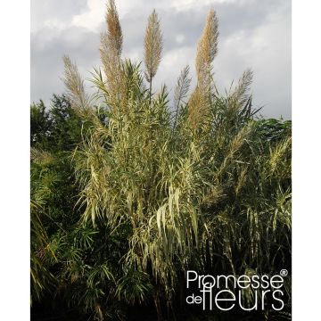 Arundo donax Aureovariegata - Canna comune