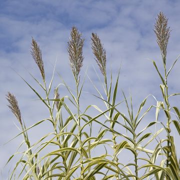 Arundo donax Aureovariegata - Canna comune Arundo donax Aureovariegata - Canna comune