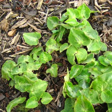 Asarum pulchellum - Asaro