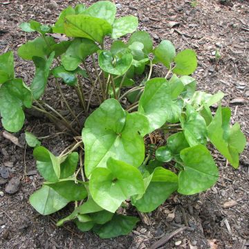 Asarum arifolium - Asaro