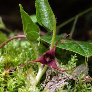Asarum caudatum - Asaro Asarum caudatum - Asaro