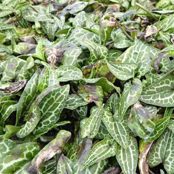 Asarum epigynum Takasago Saishin - Asaro