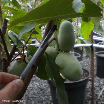 Asimina triloba Prima 1216 - Asimina Asimina triloba Prima 1216 - Asimina