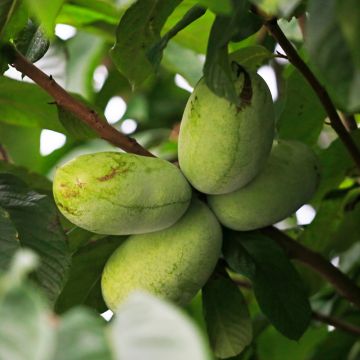 Asimina triloba Summer Delight Asimina triloba Summer Delight
