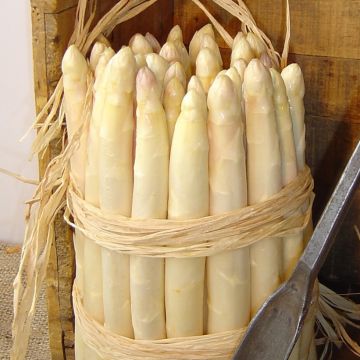 Asparago comune Lorella