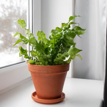 Asplenium nidus Crispy Wave - Fougère nid d'oiseau