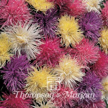 Astro della Cina Spider Chrysanthemum - Callistephus