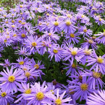 Aster amellus Sonora - Astro di Virgilio