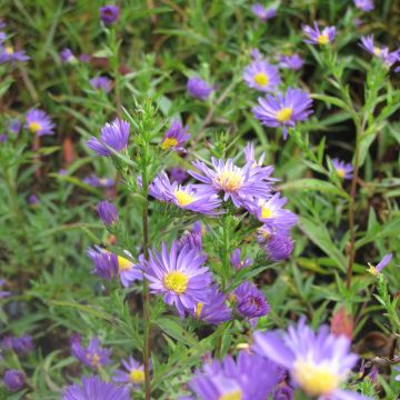 Aster novi-belgii Schone von Dietlikon - Astro settembrino