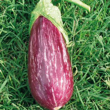 Melanzana Rania F1