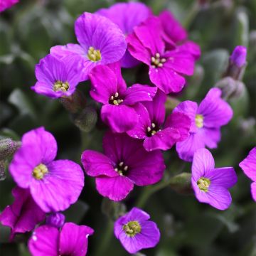 Aubrieta Elsa Lancaster - Aubrezia