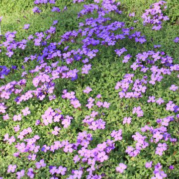 Aubrieta canescens subsp. cilicica - Aubrezia