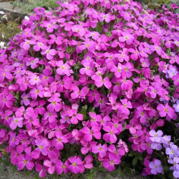 Aubrieta macedonica var macedonica - Aubrezia