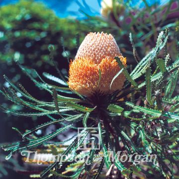 Banksia hookeriana Banksia hookeriana