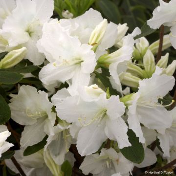Azalea giapponese REPETITA White Azalea giapponese REPETITA White