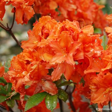 Azalea mollis Orangeade Azalea mollis Orangeade
