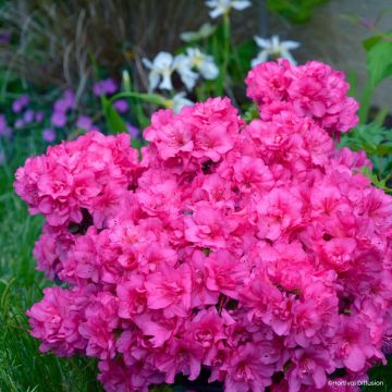 Azalea Flash Dance Pink