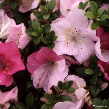 Azalea japonica Haru No Sono Azalea japonica Haru No Sono