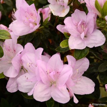 Azalea japonica Rêve de Lilas Azalea japonica Rêve de Lilas