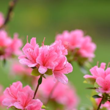 Azalea Sylvester