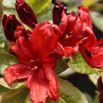 Azalea luteum Nabucco - Azalea gialla