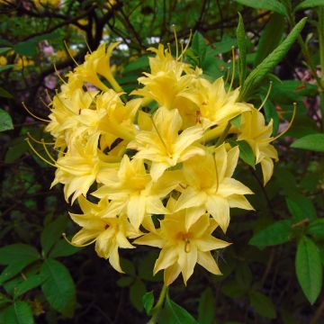 Azalea luteum Narcissiflora - Azalea gialla Azalea luteum Narcissiflora - Azalea gialla