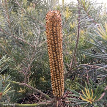 Banksia Giant Candles Banksia Giant Candles