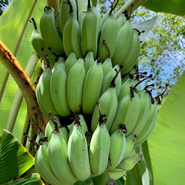 Musa sikkimensis Helen's Hybride - Banano di Darjeeling