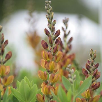 Baptisia Brownie Points - Indaco falso