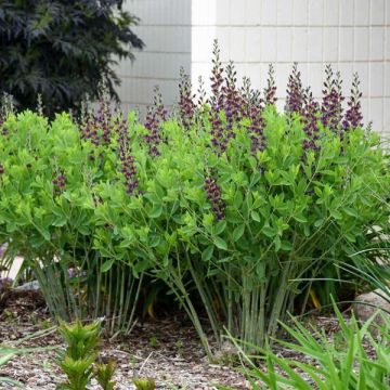Baptisia Grape Taffy - Indaco falso