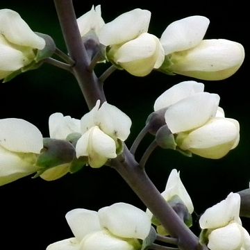 Baptisia alba var. macrophylla