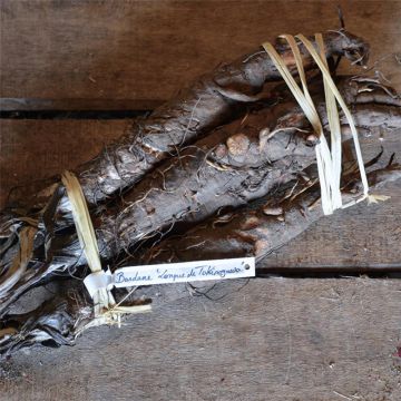 Arctium lappa Takinogawa - Bardana maggiore