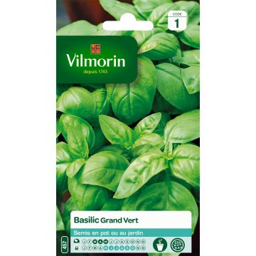 Basilico Grand vert
