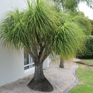 Beaucarnea recurvata - Pianta mangiafumo