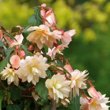 Begonia Belleconia Cream