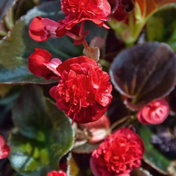 Begonietta Gumdrop Coco Red