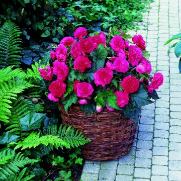 Begonia Multiflora Maxima pink Begonia Multiflora Maxima pink