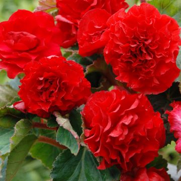 Begonia Non Stop Scarlet Begonia Non Stop Scarlet