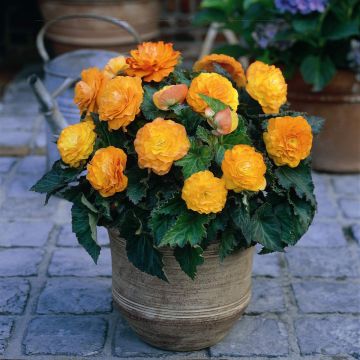 Begonia Non Stop Apricot Begonia Non Stop Apricot