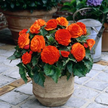 Begonia Non Stop Goldorange Begonia Non Stop Goldorange