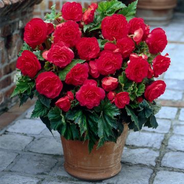 Begonia Non Stop Pink