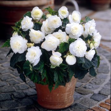 Begonia Non Stop White Begonia Non Stop White
