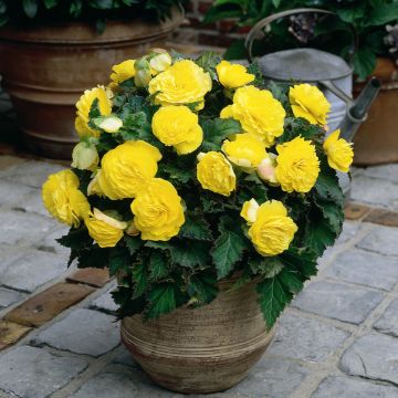 Begonia Non Stop Yellow